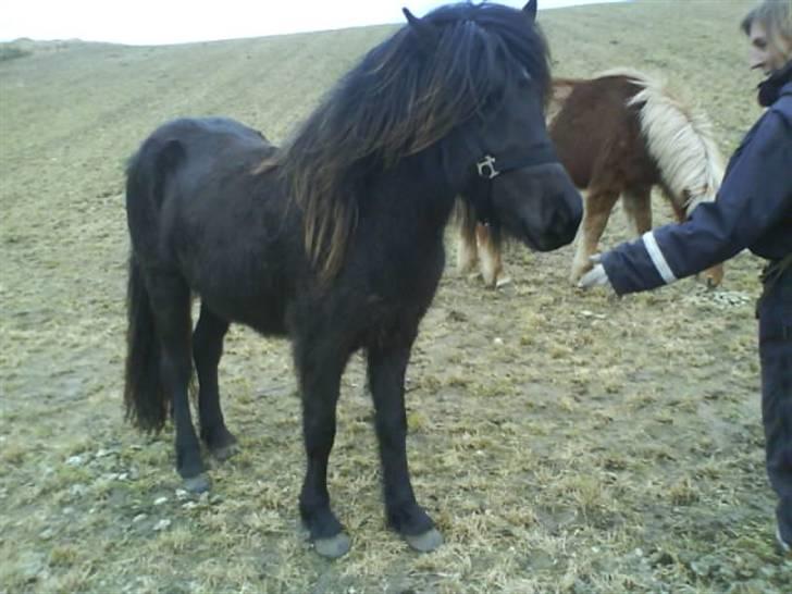 Islænder Gæfa billede 1