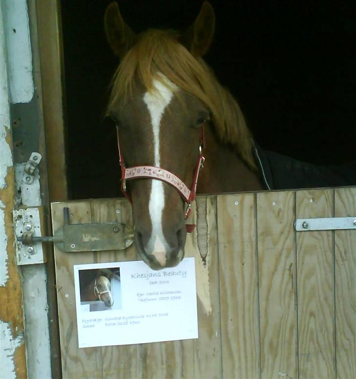 Welsh Partbred (Sec F) Khesjans Beauty † - 4) Smukkeste lille hoppe <3 billede 4