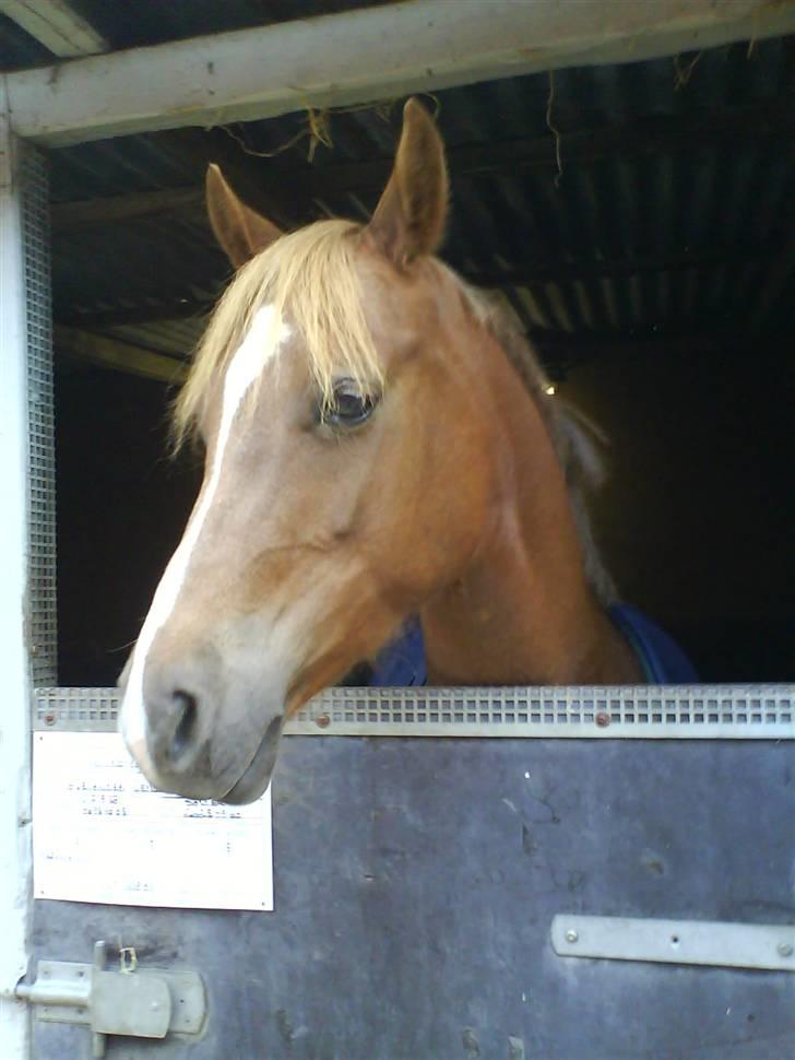 Welsh Partbred (Sec F) Khesjans Beauty † - 5) Inden hun flyttede boks ;-) billede 5