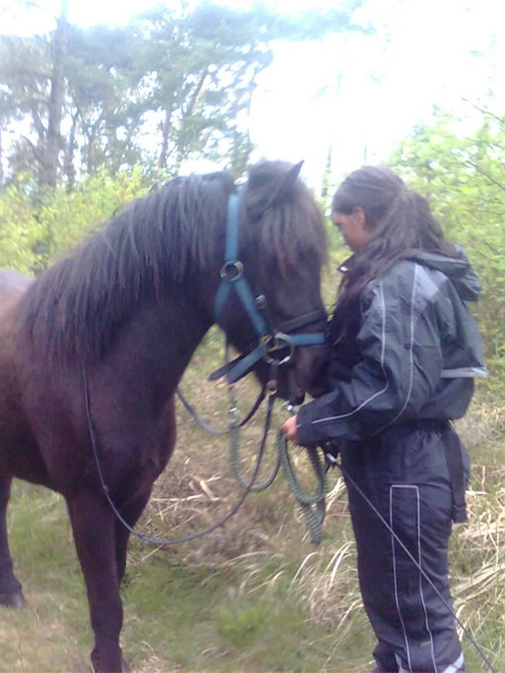 Islænder Gæfa billede 2