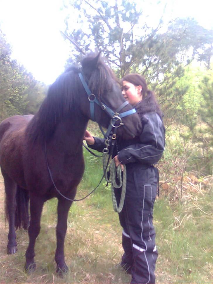 Islænder Gæfa billede 3