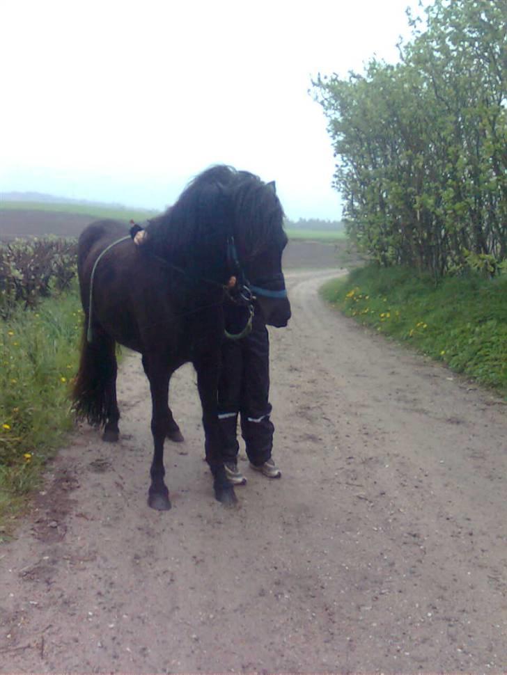 Islænder Gæfa billede 4