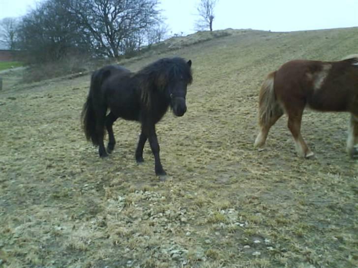 Islænder Gæfa billede 5