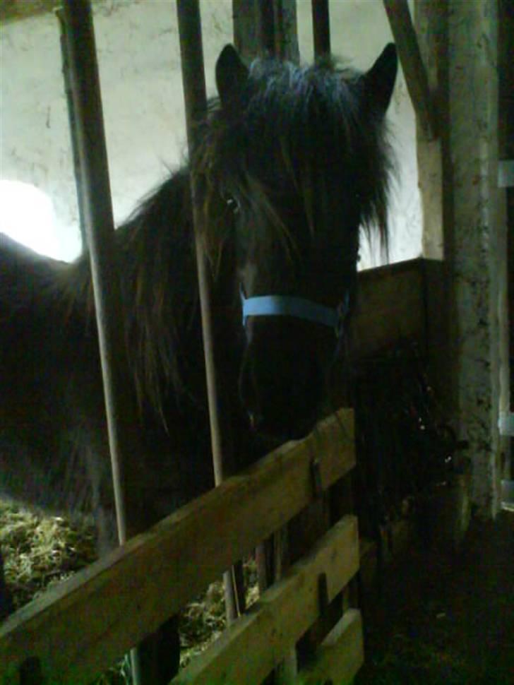 Islænder Gæfa billede 6