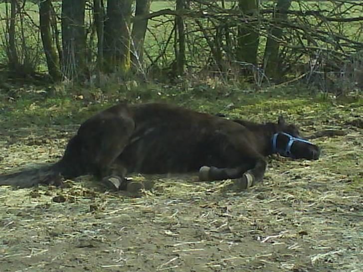 Islænder Gæfa - Nu jeg altså træt :) billede 7