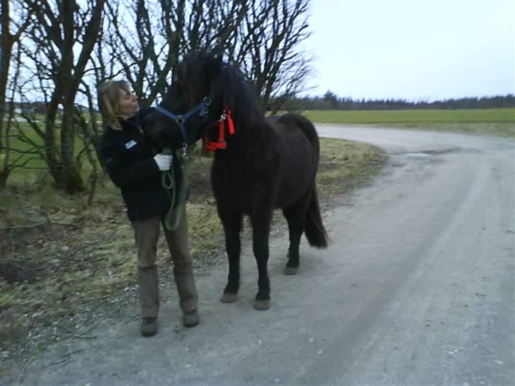 Islænder Gæfa billede 8