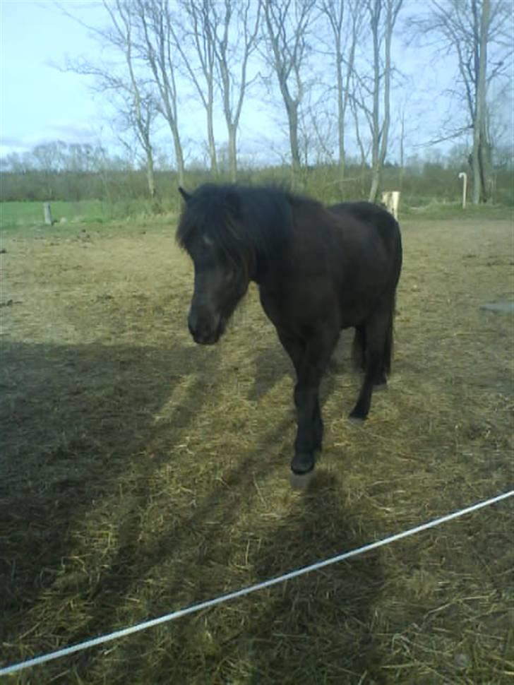 Islænder Gæfa billede 9