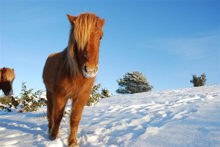 Islænder Asi fra Troldskov ( Solgt ) billede 15