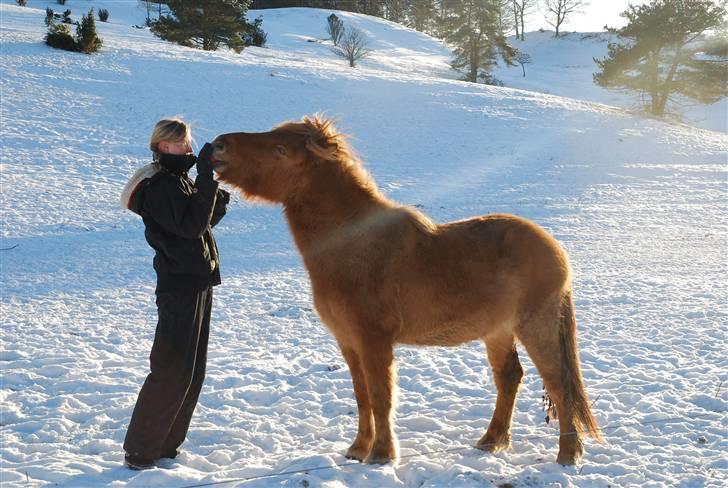 Islænder Asi fra Troldskov ( Solgt ) billede 16
