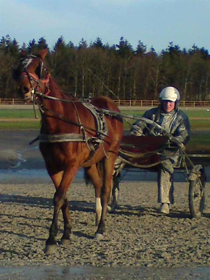 Traver Return Sujaki (Baby) - Baby, første gang med langvogn på banen... Hun er bare så dygtig!! billede 20