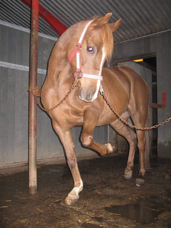 Welsh Partbred (Sec F) Khesjans Beauty † - 6) Dagen inden hun skulle aflives.. Det er utrolig hårdt at skulle sige farvel til hende <3 billede 6