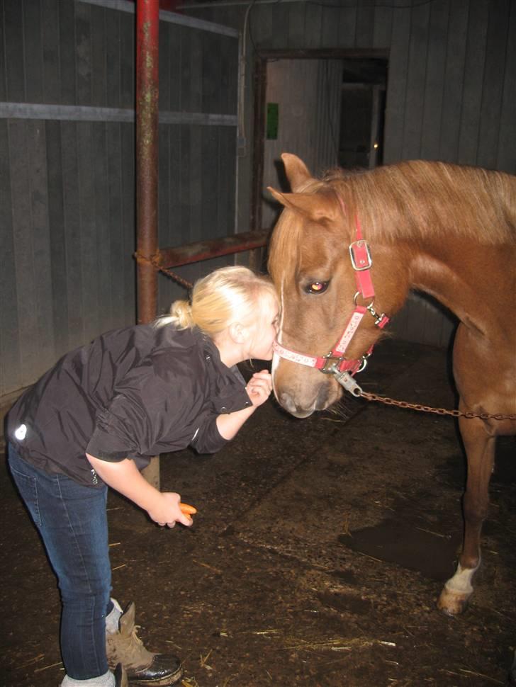 Welsh Partbred (Sec F) Khesjans Beauty † - 7) Sødeste lille pony <3 billede 7