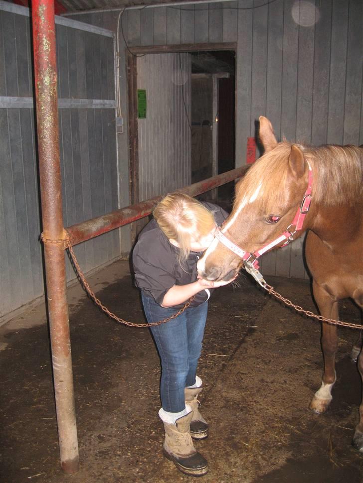 Welsh Partbred (Sec F) Khesjans Beauty † - 10) Et af de sidste kys.. <3 billede 10