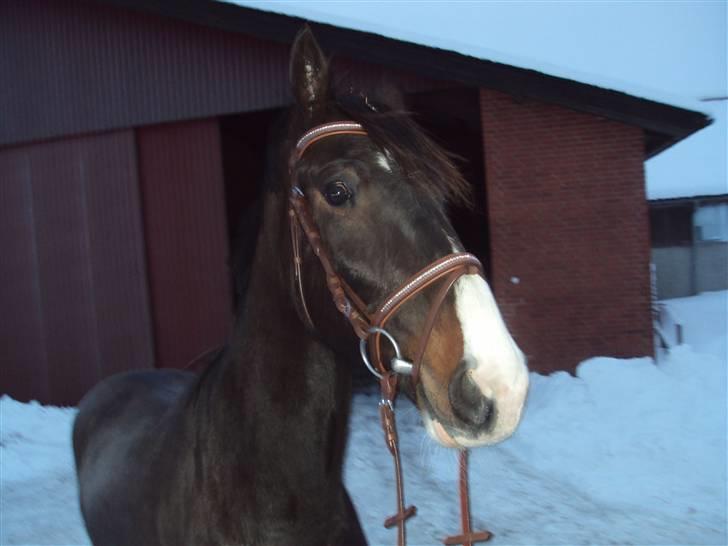 Anden særlig race my lucky jackpot *solgt* billede 20