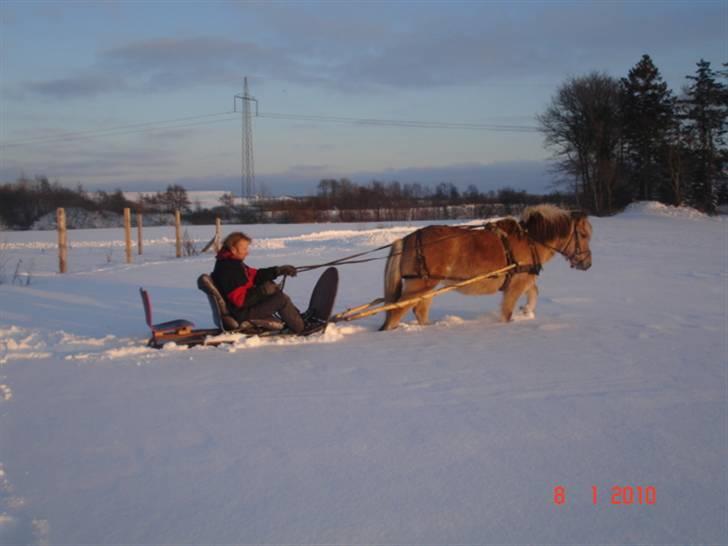 Fjordhest mille billede 15