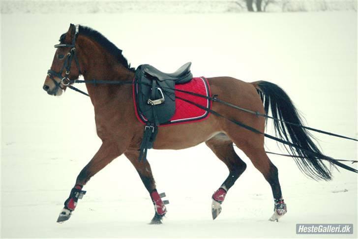 Anden særlig race Nikita *Prinsessen* - NYT:  ude og lege med kælk d. 12 januar 2010 <3 super pony <3 
 billede 7