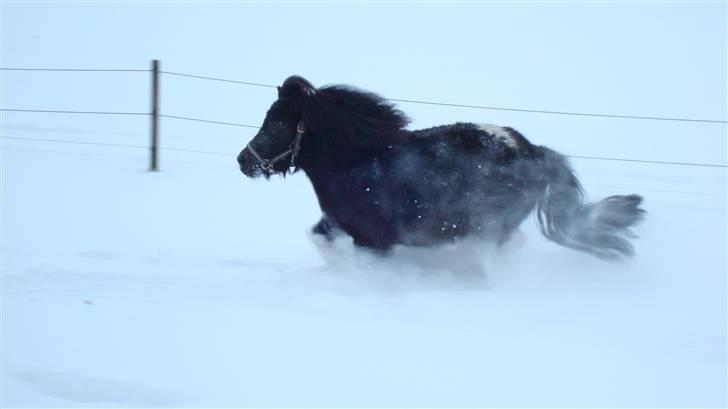 Anden særlig race Pusle - Som "vild"hest i sneen ;) billede 3