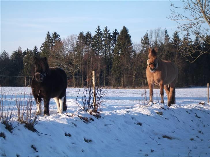 Anden særlig race Pusle - Pusle og mark vennen Isabella <3 :) billede 16