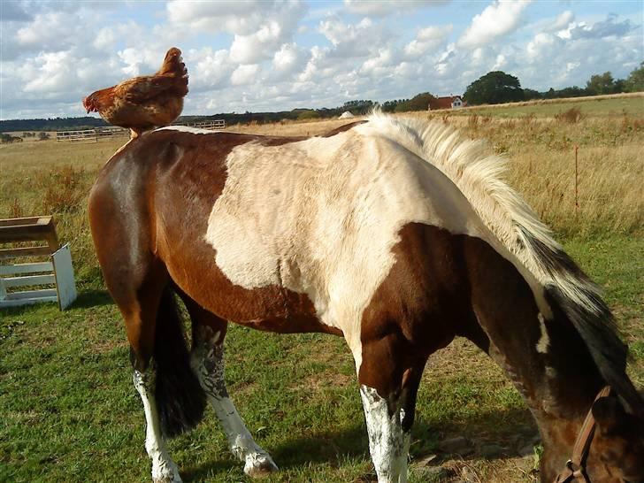 Anden særlig race Hesteklewa Jupitor (Solgt) - Jaah; Jupitor har en BRED venne kreds;) billede 5