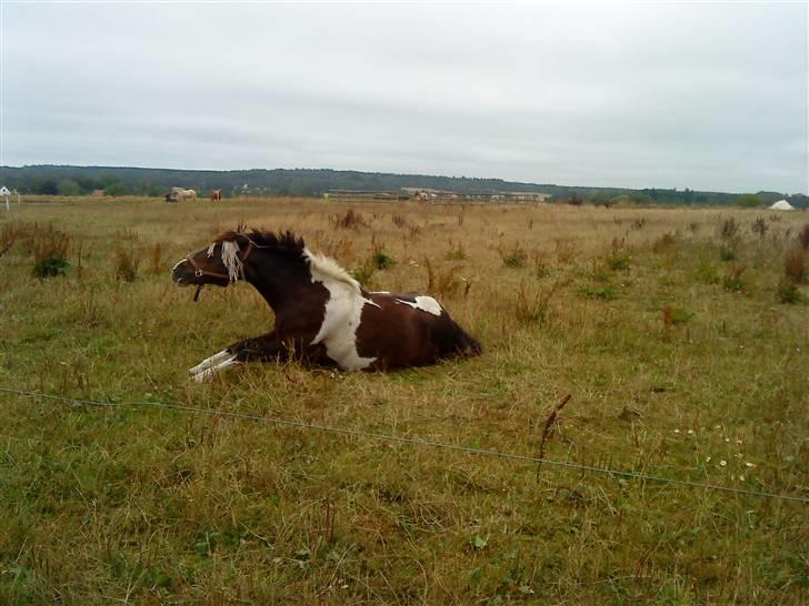 Anden særlig race Hesteklewa Jupitor (Solgt) - Ude godt, men hjemme bedst;) billede 6
