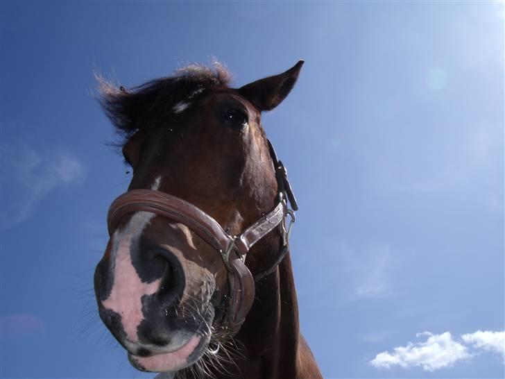 Anden særlig race Hesteklewa Jupitor (Solgt) - U cant touch this!;) og så gir den guld;) billede 8