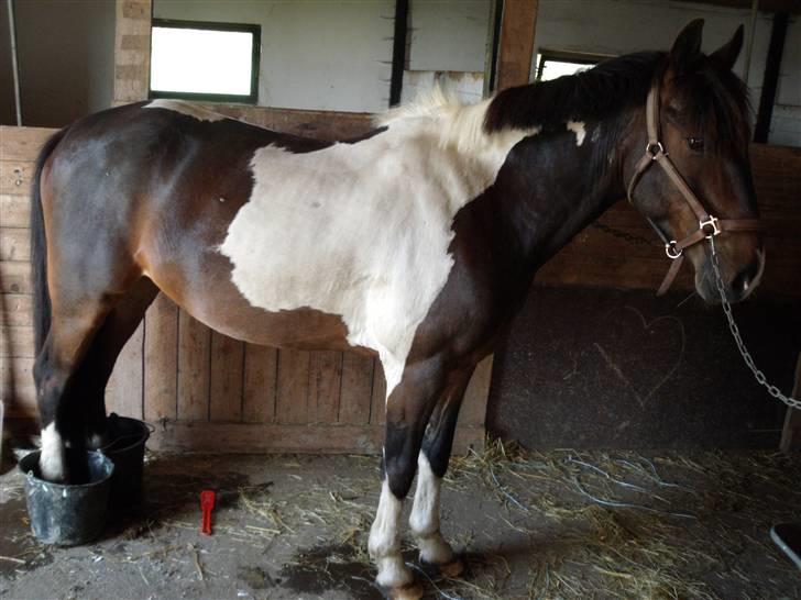 Anden særlig race Hesteklewa Jupitor (Solgt) - Ja, sådan slapper man af på Kira & Jupitor manér;) billede 10