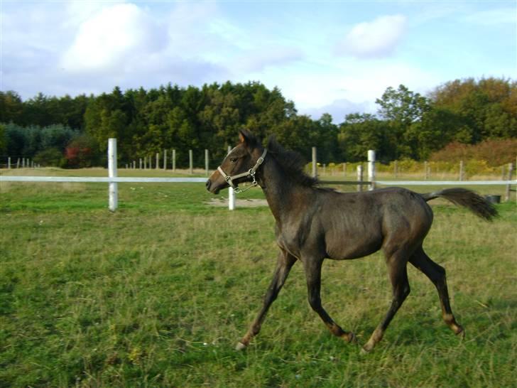 Arabisk fuldblod (OX) Skovly´s akisiah ox - Efterår 09 billede 18