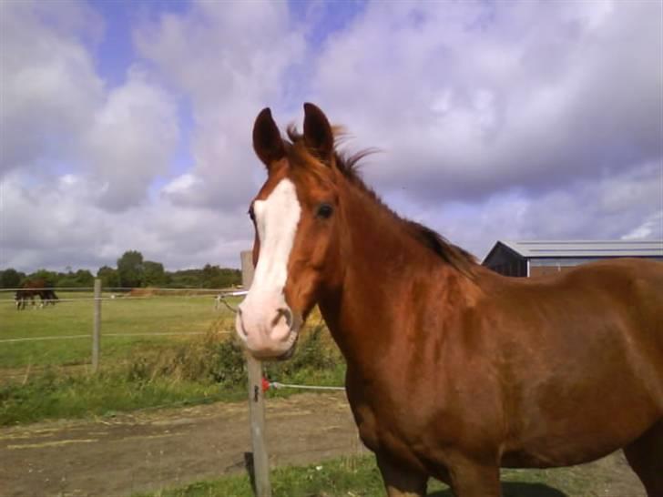 DSP Monty  - I am the king of the world! :D billede 14