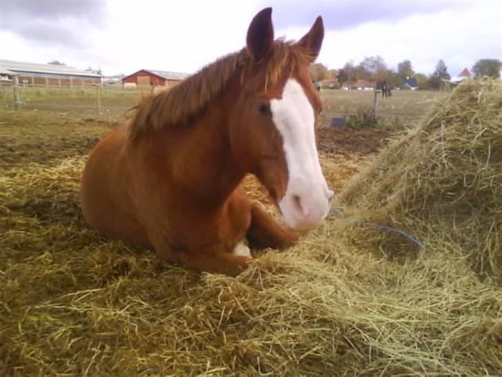 DSP Monty  - "Jeg gider ikke ud og ride!" :D "Lad mig ligge" <3 billede 15