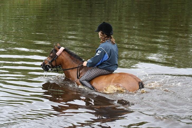 Hollandsk Sportspony Donja (No Name) billede 11