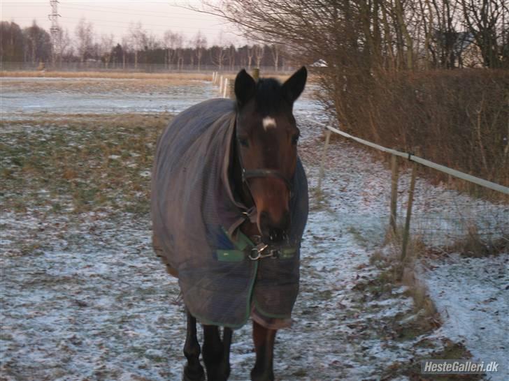 Fuldblod (XX) Lyna   - hvil i fred. † billede 9