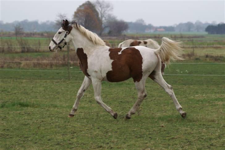 Pinto Enekær's Sambatino *Årets land og fritid hest* - taget d. 7. november 2009 billede 13