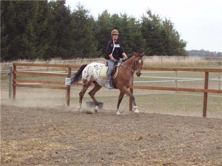Knabstrupper Fredderikstens: Vanice  - afsted på ridebanen :D billede 20
