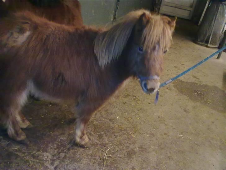 Shetlænder bandit ¨soglt¨ - davs billede 1