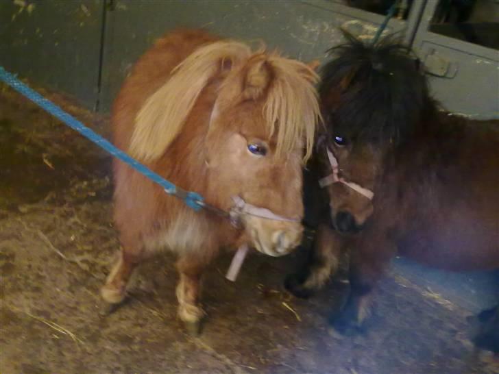 Shetlænder bandit ¨soglt¨ - mig og spivrit billede 2