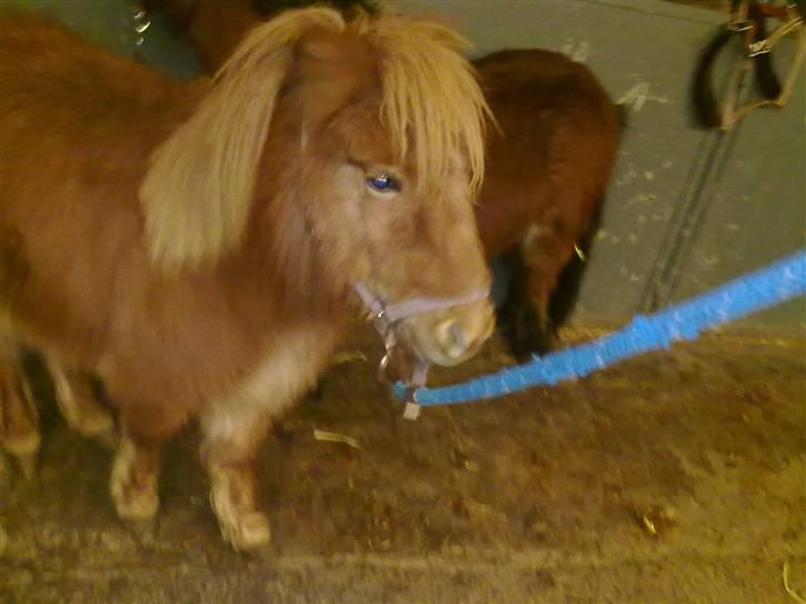 Shetlænder bandit ¨soglt¨ - jeg er lidt sur billede 3