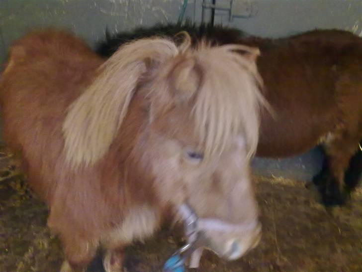 Shetlænder bandit ¨soglt¨ - glad igen billede 4