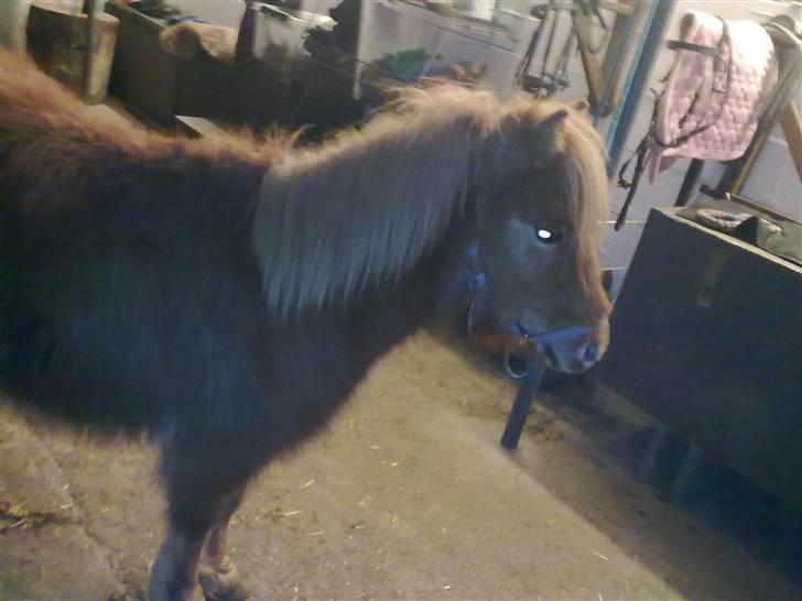 Shetlænder bandit ¨soglt¨ - smukke mig billede 5