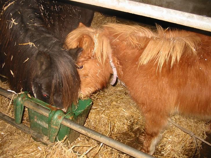 Shetlænder bandit ¨soglt¨ - mig og min mor billede 6