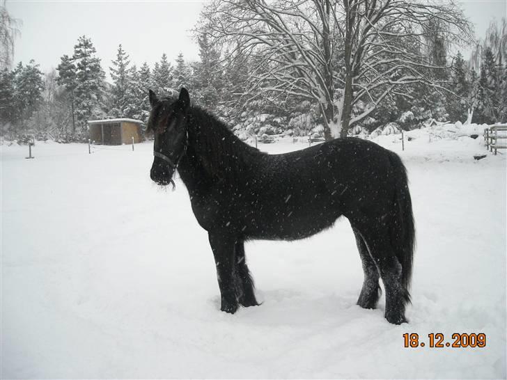 Anden særlig race Amaya #SOLGT# billede 14