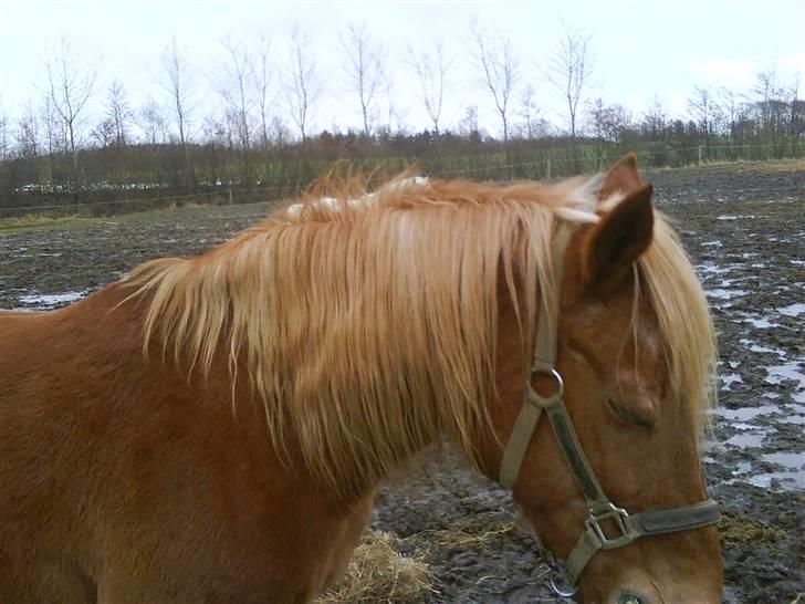 DSP MØLLEBAKKENS MADONNA - Madonna i år inden hun blev barberet, rigtig markpony look :-) billede 3