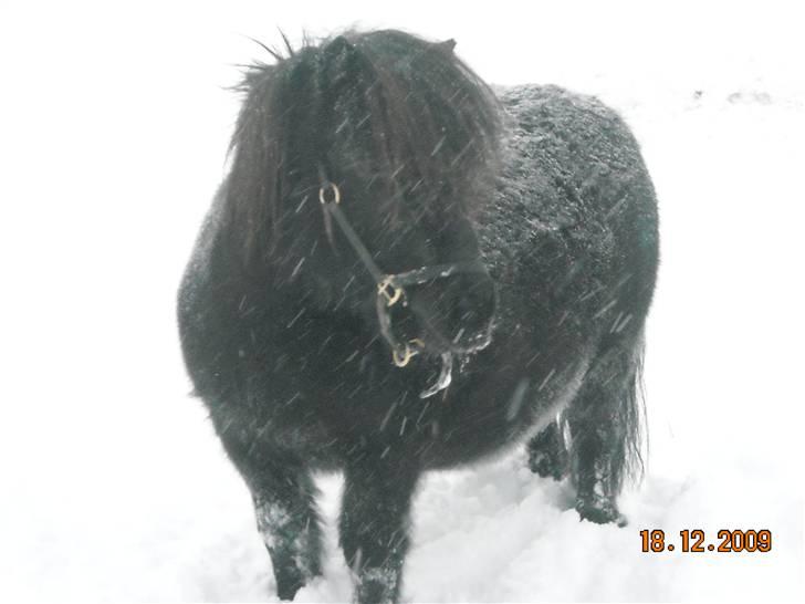 Shetlænder Trunte   #SOLGT# billede 12