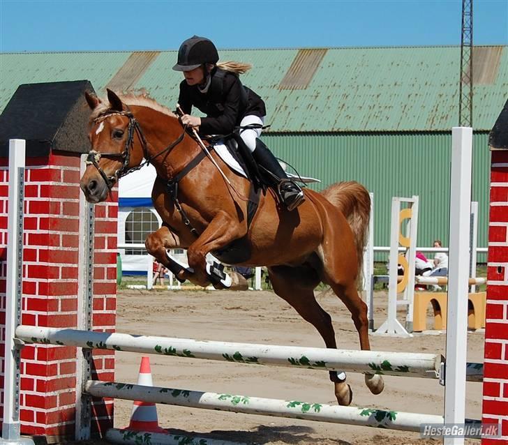 DSP MØLLEBAKKENS MADONNA - Laura Larsen i en Lb spring i Jetsmark 2009. Ikke til at se pony er 22 år vel? :-) billede 8