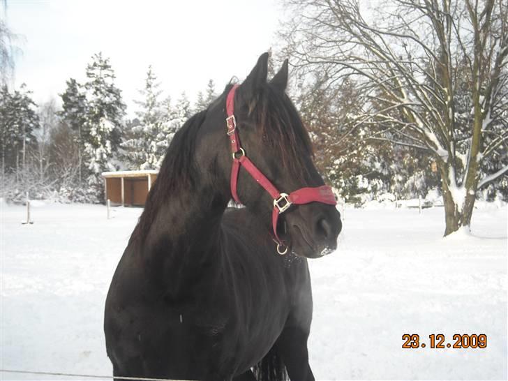 Frieser Ieke Mewaline B. #SOLGT# R.I.P. Mulle billede 15