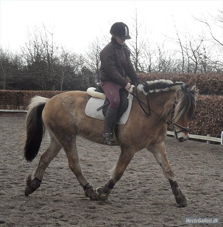 Fjordhest Mastrup Ally  - Mig og Ally dressur :D 19/3-11  Foto: MA billede 3