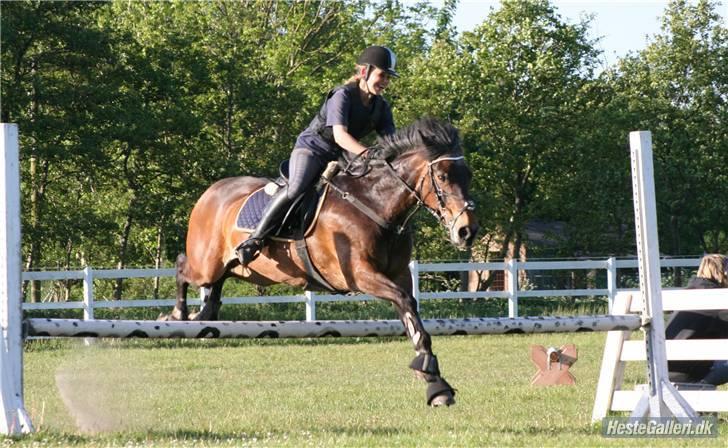 Irsk Sportspony Nancy † R.I.P 11/1-10 † - vandgrav :) billede 20