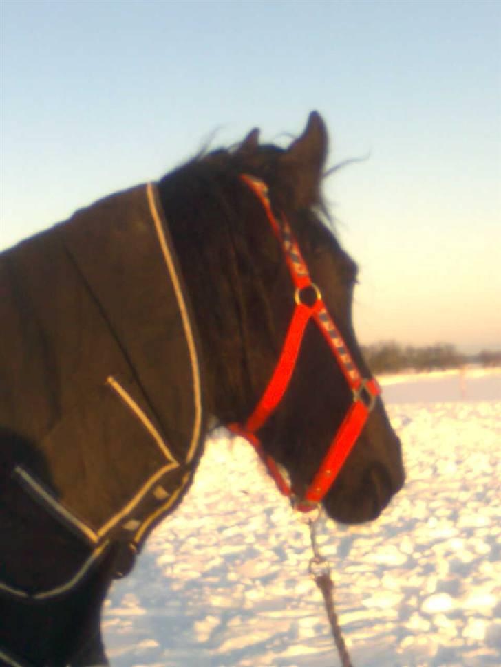 Frieser Renske Gepke. billede 4