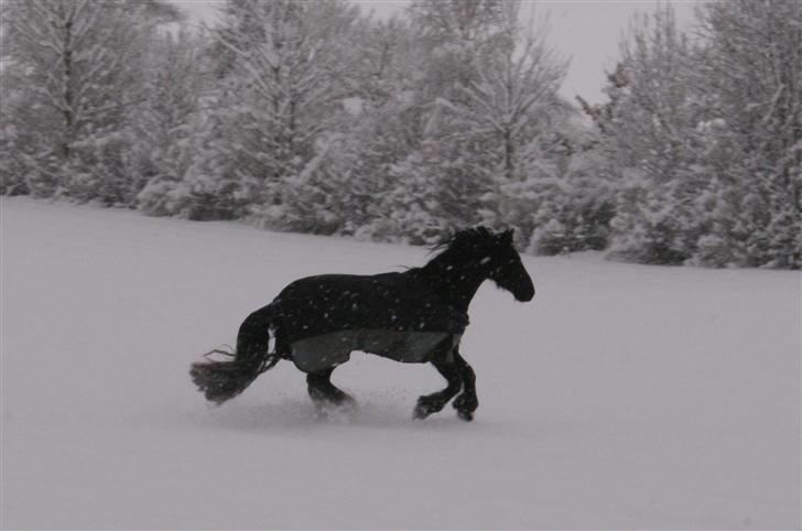 Irish Cob Crossbreed Thor billede 11