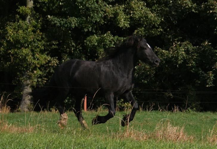 Irish Cob Crossbreed Thor billede 12