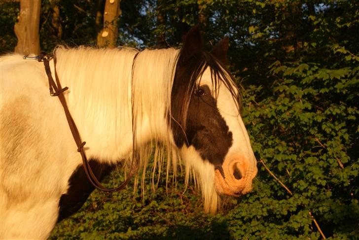 Tinker Katinka billede 16